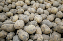 Первые 80 тонн овощей завезли из соседних регионов в Приморье