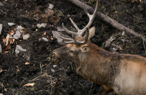 Лимиты на добычу диких животных утверждены в Приморье
