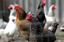 Производство курятины увеличилось в Приморье на 9%