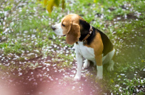 В Приморье вводят обязательную маркировку домашних собак с 1 июня