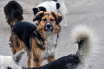 ВЫПИСКА ﻿из временных правил нахождения домашних животных в общественных  местах муниципальных образований Приморского края