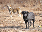 Режим повышенной готовности для решения вопроса с бродячими собаками действует в Приморье. РАЗЪЯСНЕНИЯ