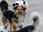 ВЫПИСКА ﻿из временных правил нахождения домашних животных в общественных  местах муниципальных образований Приморского края