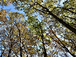 Втрое возросла площадь особо защитных участков лесов в Приморье