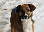 С улиц Арсеньева в этом году будут отловлены еще почти сто собак