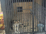 Спасенных во время наводнения собак разместили в «гостинице» в Приморье