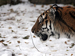 Управление по делам ГОЧС предупреждает: в окрестностях г. Арсеньева появились следы амурского тигра