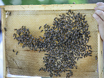Всемирный День пчел отметят в Приморье