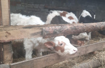 Коровы доятся, молоко продается: Фермеры Приморья получают «стартовый набор» на развитие молочного животноводства