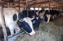 Фермеры Приморья обеспечивают жителей края натуральным молоком благодаря господдержке