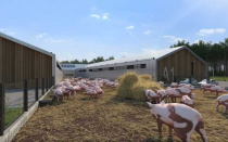 Управление ГОЧС и ветеринарная служба предупреждают об опасности распространения заболевания свиней