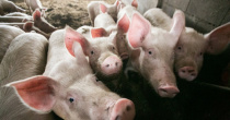 МКУ УГОЧС информирует о возможной и сохраняющейся угрозе возникновения заболевания африканской чумы свиней