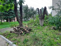На территории города завершаются работы по обрезке аварийных деревьев