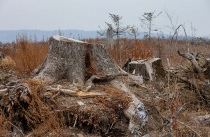 Более чем в 6 раз сократился ущерб от незаконных рубок леса в Приморье за три года