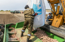 Производство картофеля, овощей и риса намерены увеличить в Приморье