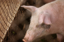 В Михайловском районе Приморья зарегистрирована вспышка заболевания африканской чумы свиней