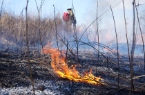 В 22 муниципалитетах Приморья введен особый противопожарный режим