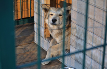 Новый приют для бездомных собак построят в приморском Арсеньеве