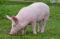ВНИМАНИЕ!  Угроза распространения африканской чумы свиней