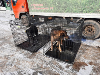 С улиц Арсеньева в этом году будут отловлены более 150 собак