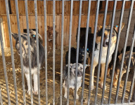 С улиц Арсеньева в этом году будут отловлены более двухсот безнадзорных собак