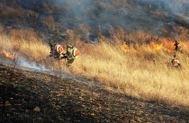 В Приморье потушили почти 100 пожаров за три дня
