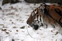 Управление по делам ГОЧС предупреждает: в окрестностях г. Арсеньева появились следы амурского тигра