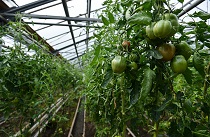 До 3 миллионов рублей на развитие хозяйств могут получить «крепкие» фермеры Приморья
