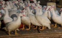 МКУ УГОЧС напоминает о возможном неблагоприятном прогнозе распространения высокопатогенного гриппа птиц