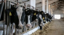 Пять стартапов по производству молока и овощей получили господдержку в Приморье 