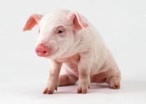 О вспышке африканской чумы свиней в Приморском крае