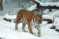 Арсеньевцев просят сообщать о фактах пребывания тигра