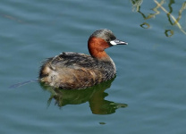 МКУ УГОЧС предупреждает о вероятности возникновения карантинного заболевания в связи с весенне-осенним перелетом водоплавающей дикой птицы