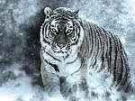 В пригородах Арсеньева идут мероприятия по разрешению конфликтной ситуации с тигром