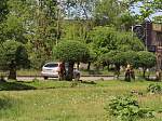 Работники муниципального предприятия «Чистый город» приступили к покосу травы и фигурной обрезке деревьев