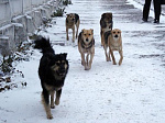 В Приморском крае принят законопроект о содержании домашних животных