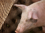 В Михайловском районе Приморья зарегистрирована вспышка заболевания африканской чумы свиней