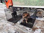 Первые собаки выпущены из приюта в места своего обитания