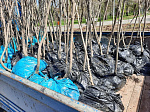В Арсеньеве высажены деревья в рамках акции «Сад памяти»