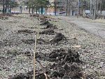 Саженцы липы высажены в городском парке
