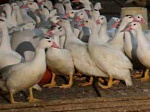 МКУ УГОЧС напоминает о возможном неблагоприятном прогнозе распространения высокопатогенного гриппа птиц
